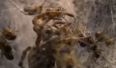 Doğanın korkunç yüzü: Binlerce örümcek yavrusu annelerini canlı canlı yedi!