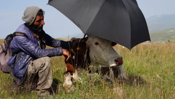 Şap hastalığının pençesinde kıvranan Ardahan’da çaresizliğin fotoğrafı